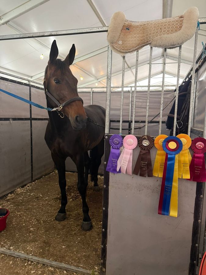 Horse with a row of show ribbons at Saratoga Horse Shows, Forman Show Stables